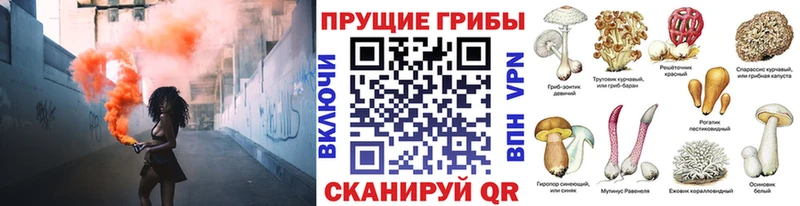 дарк нет состав  Петровск  Псилоцибиновые грибы Cubensis  где купить наркотик 