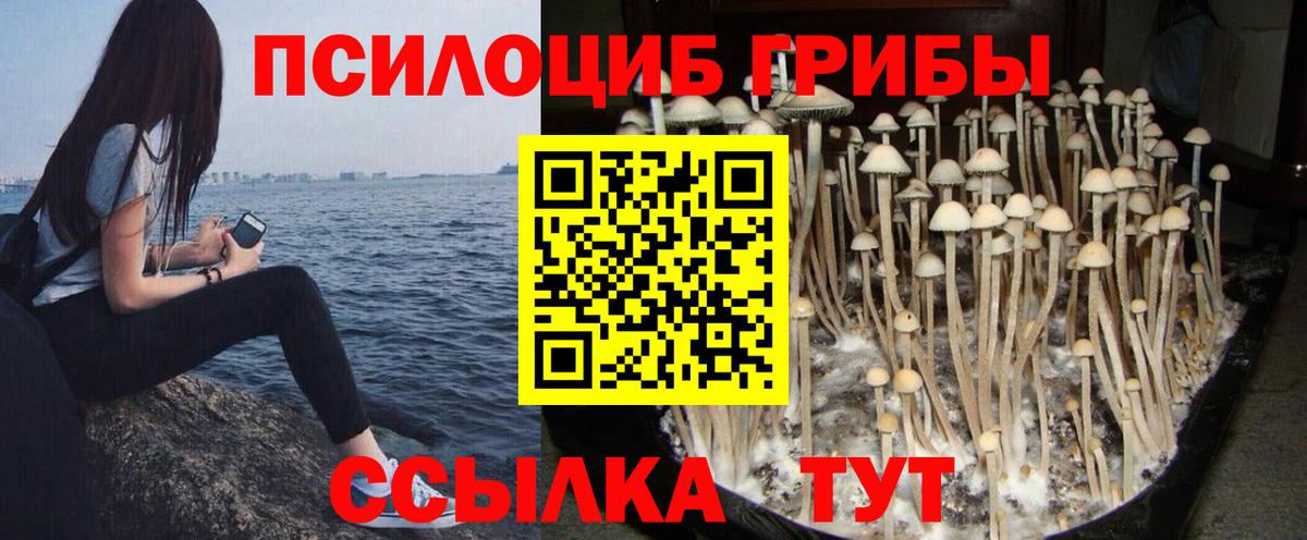 купить   Петровск  Псилоцибиновые грибы MAGIC MUSHROOMS 